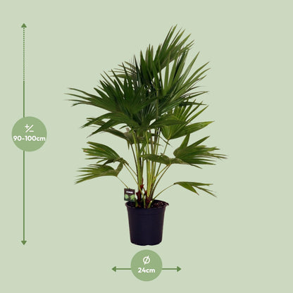 Livistona chinensis Palme Ø24cm – 100cm hoch | Pflanzfix24.de - Pflanzfix24.de