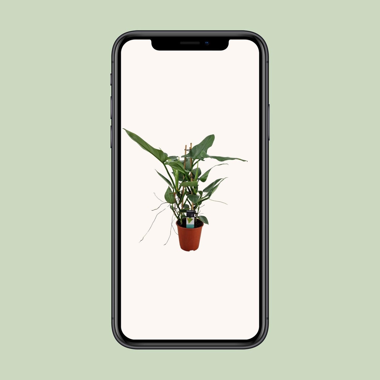 Philodendron Grey - Ø19cm - ↕75cm - Pflanzfix24