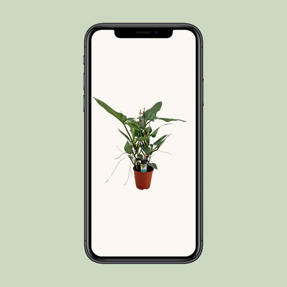 Philodendron Grey - Ø19cm - ↕75cm - Pflanzfix24