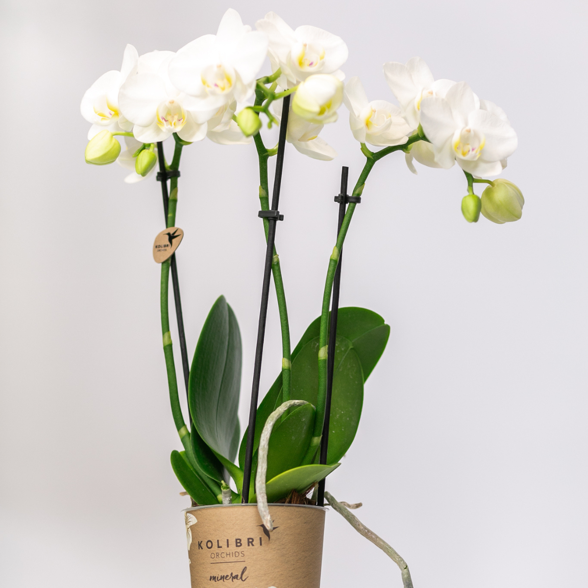 2er Set Phalaenopsis Amabilis Weiß Ø9cm – Combi Deal | Pflanzfix24.de - Pflanzfix24.de