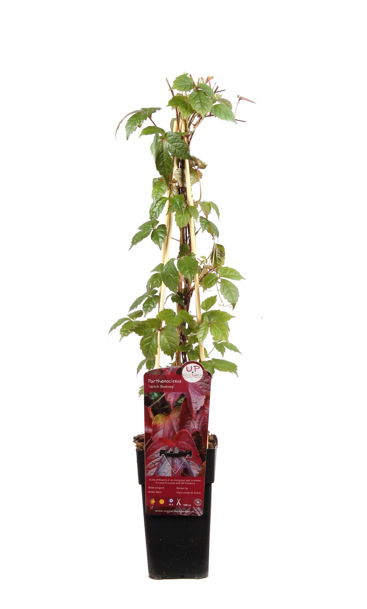 Parthenocissus tricuspidata 'Veitch Boskoop' - Ø15cm - ↕65cm - Pflanzfix24