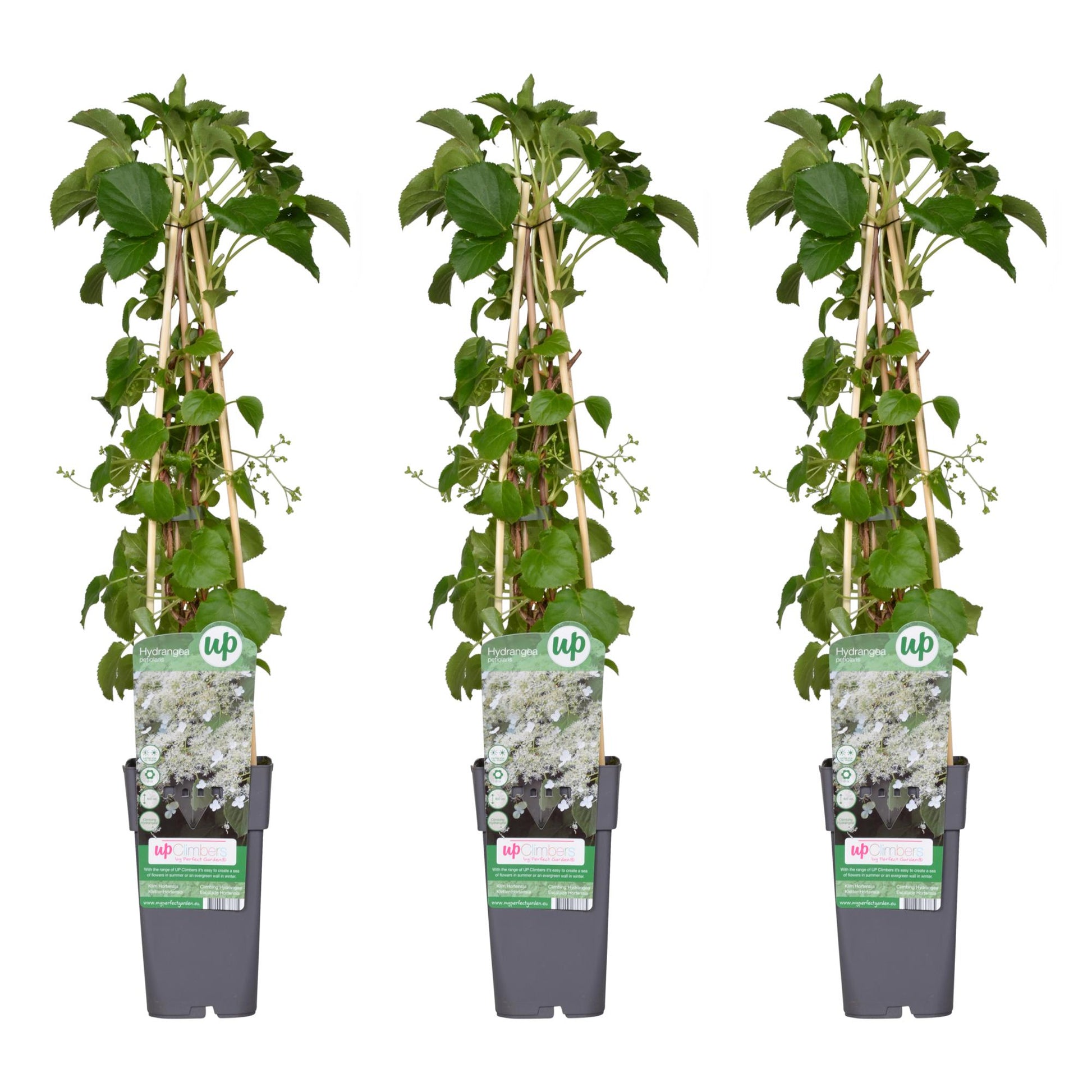 3x - Hydrangea petiolaris - ↨65cm - Ø15 - Pflanzfix24.de - Pflanzfix24.de