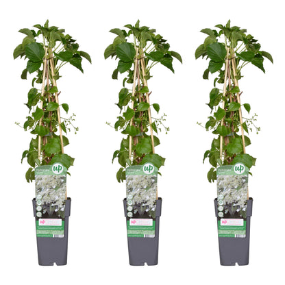 3x - Hydrangea petiolaris - ↨65cm - Ø15 - Pflanzfix24.de - Pflanzfix24.de