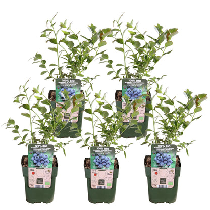 5x - Vaccinium corymbosum 'Reka' - ↨45cm - Ø13 - Pflanzfix24