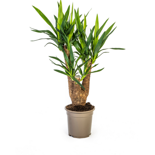 Yucca Elephantipes Zimmerpflanze Ø21cm – 60-70cm | Pflanzfix24.de - Pflanzfix24.de