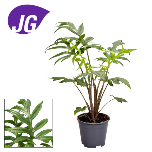 Alocasia Branciifolia Pink Passion - Pflanzfix24