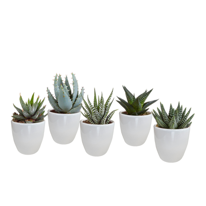 Gasteria/Haworthia-Mischung 5,5cm - 5x - Pflanzfix24.de - Pflanzfix24.de