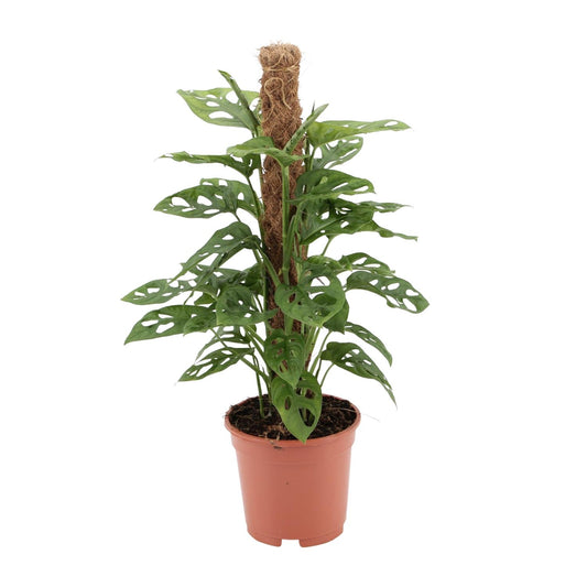 Monstera Monkey Ø17cm – 60 cm | Tropische Zimmerpflanze bei Pflanzfix24.de - Pflanzfix24.de