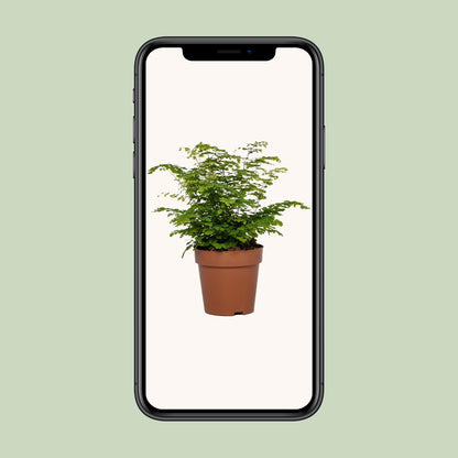 Adiantum Fritz Luthi - Ø12cm - ↕35cm bei Pflanzfix24