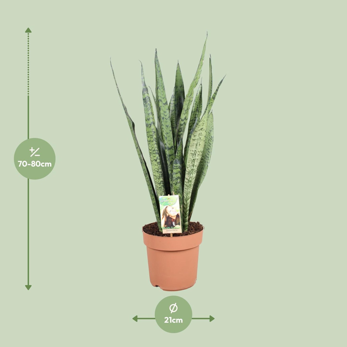 Sansevieria Zeylanica - Ø21cm - ↕75cm - Pflanzfix24