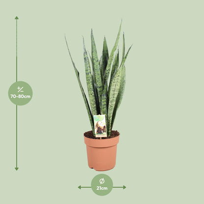 Sansevieria Zeylanica - Ø21cm - ↕75cm - Pflanzfix24