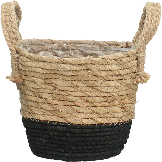 Mand Java - D20 von Pflanzfix24
