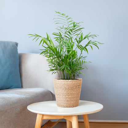 Chamaedorea Elegans mit Sofia-Korb natur - 55cm - Ø17 - Pflanzfix24
