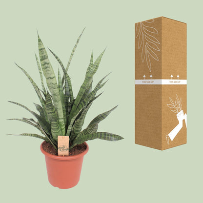 Sansevieria Diamond Green - Ø25cm - ↕80cm - Pflanzfix24
