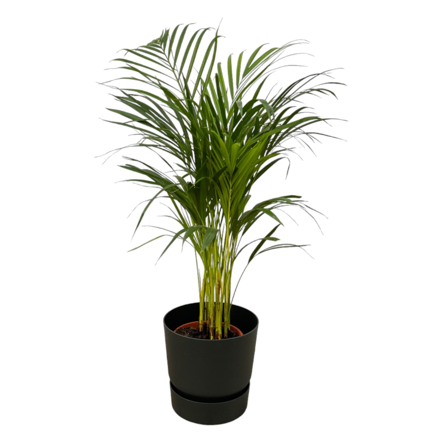Areca Palm - 85cm - Ø19cm inkl. elho Greenville Round schwarz D24xH23 - Pflanzfix24