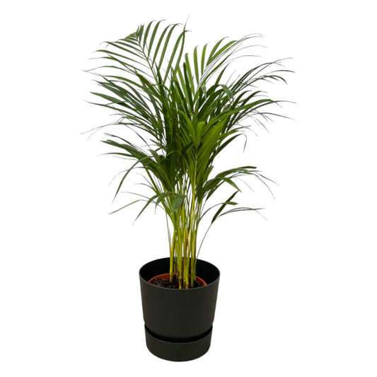 Areca Palm - 85cm - Ø19cm inkl. elho Greenville Round schwarz D24xH23 - Pflanzfix24