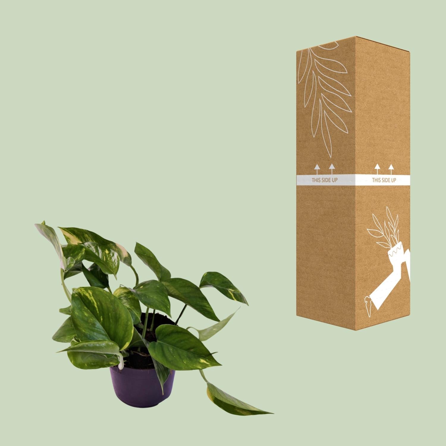 Scindapsus Aureum 12cm – Pflegeleicht & elegant | Pflanzfix24.de - Pflanzfix24.de