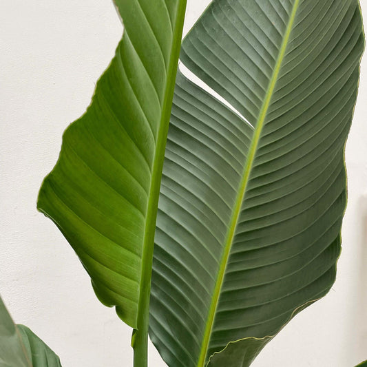 Strelitzia Augusta multi stam XXL 250 cm Ø30-40 – Weiße Paradiesvogel Pflanze | Pflanzfix24