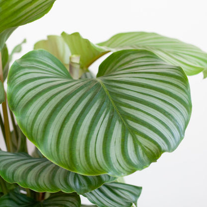 Calathea Orbifolia 65cm im Lissabon-Korb schwarz | Pflanzfix24