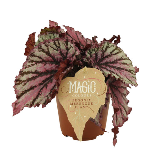 Begonia Rex Merenque - Ø12cm - ↕25cm - Pflanzfix24