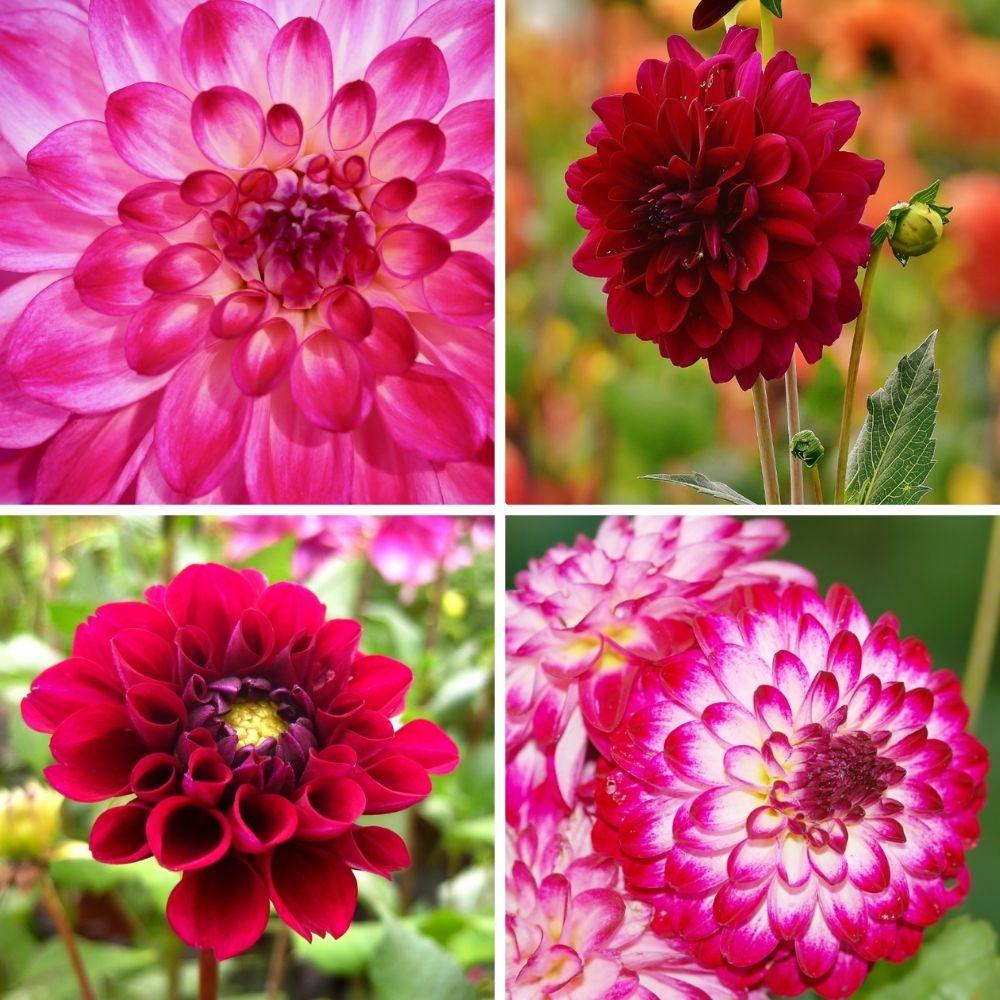 Dahlien 'Outdoor Happiness' Mischung, 2 Stück - Pflanzfix24.de - Pflanzfix24.de