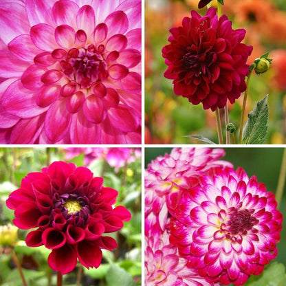 Dahlien 'Outdoor Happiness' Mischung, 2 Stück - Pflanzfix24.de - Pflanzfix24.de