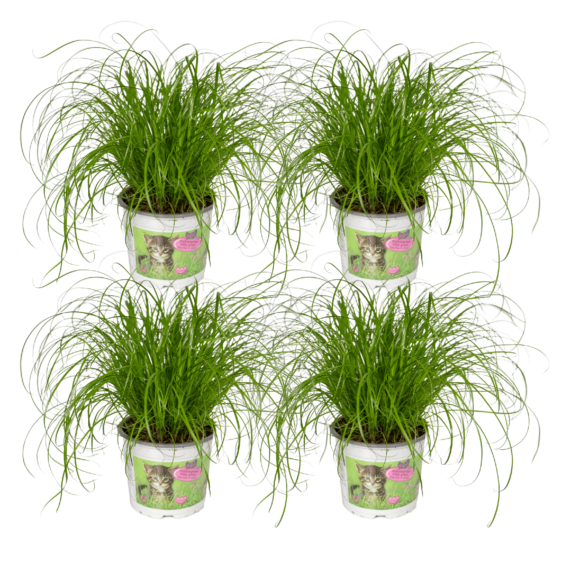 Cyperus Alternifolius (Katzengras) - 4 Stücke - Ø12cm - ↕20cm - Pflanzfix24.de - Pflanzfix24.de