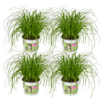 Cyperus Alternifolius (Katzengras) - 4 Stücke - Ø12cm - ↕20cm - Pflanzfix24.de - Pflanzfix24.de
