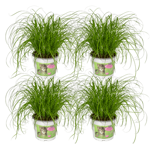 Cyperus Alternifolius (Katzengras) - 4 Stücke - Ø12cm - ↕20cm - Pflanzfix24.de - Pflanzfix24.de