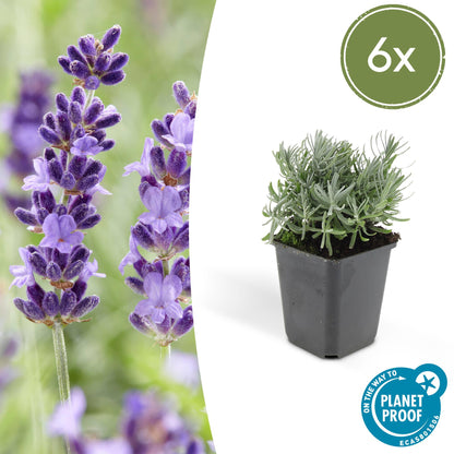 6x Lavandula 'Hidcote' - Pflanzfix24.de - Pflanzfix24.de