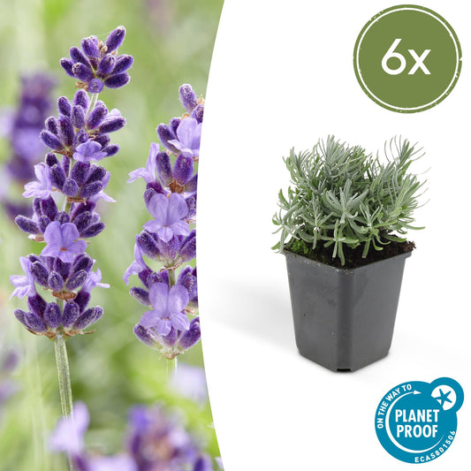 6x Lavandula 'Hidcote' - Pflanzfix24.de - Pflanzfix24.de