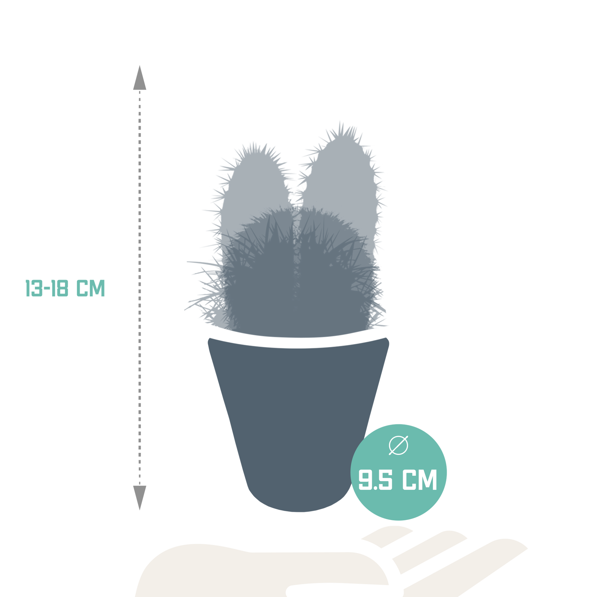 Kakteenmischung 8,5 cm - 3x - in witte pot von Pflanzfix24.de - Pflanzfix24.de