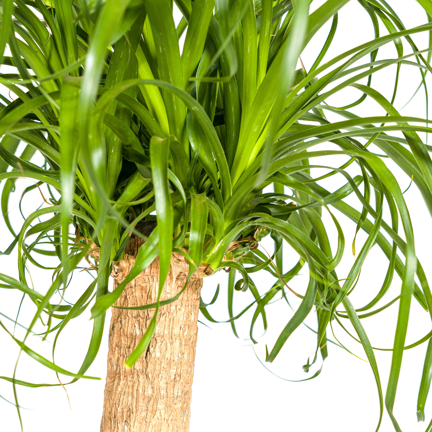 Beaucarnea Recurvata Elefantenfuß - Topf Ø24cm - Pflanzfix24.de - Pflanzfix24.de