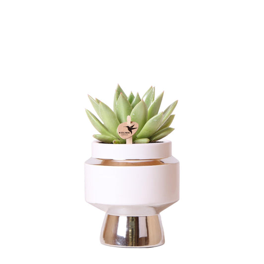 Kolibri Greens Echeveria Miranda Sukkulente Ø9cm Le Chic Topf | Pflanzfix24.de - Pflanzfix24.de