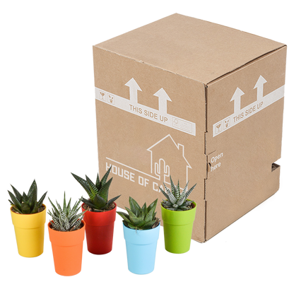 Gasteria/Haworthia-Mischung 5,5cm - 5x - in gekleurde plasticpot - Pflanzfix24.de - Pflanzfix24.de