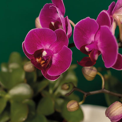 Pflanzset Hotel Chic lila mit Phalaenopsis & Keramik | Pflanzfix24.de - Pflanzfix24.de