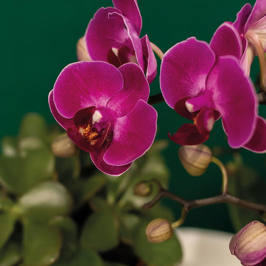 Pflanzset Hotel Chic lila mit Phalaenopsis & Keramik | Pflanzfix24.de - Pflanzfix24.de