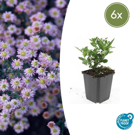 6x Aster ageratoides 'Stardust' - Pflanzfix24.de - Pflanzfix24.de