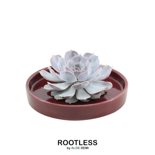 ROOTLESS Echeveria Lilacina in roter Keramik | Pflanzfix24.de - Pflanzfix24.de