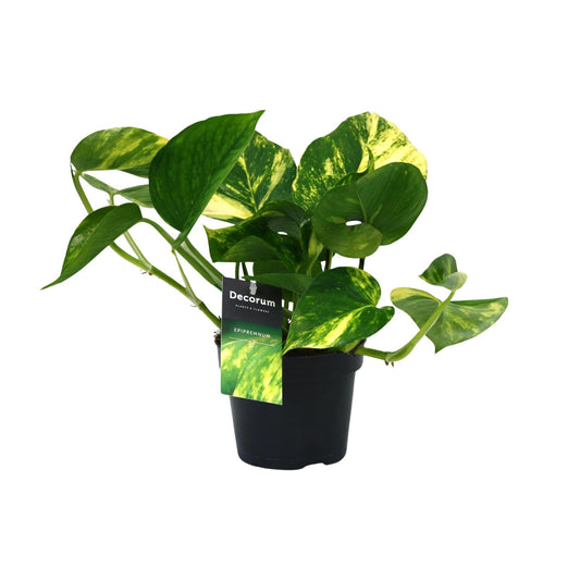 Scindapsus Aureum 25cm Ø12cm – Pflegeleichte Grünpflanze | Pflanzfix24.de - Pflanzfix24.de