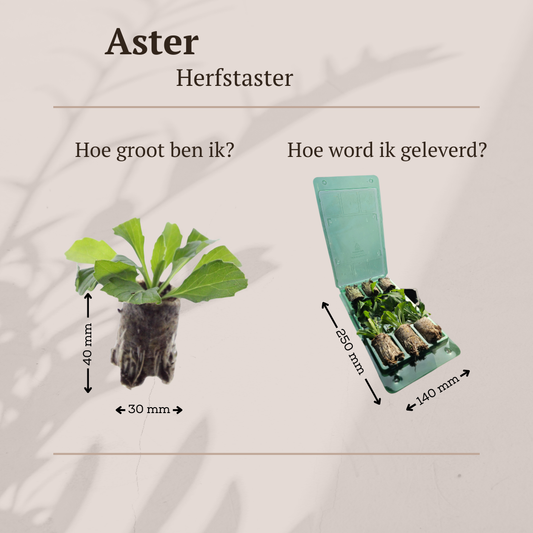 Aster – 6 Pflanzsets - Pflanzfix24.de - Pflanzfix24.de