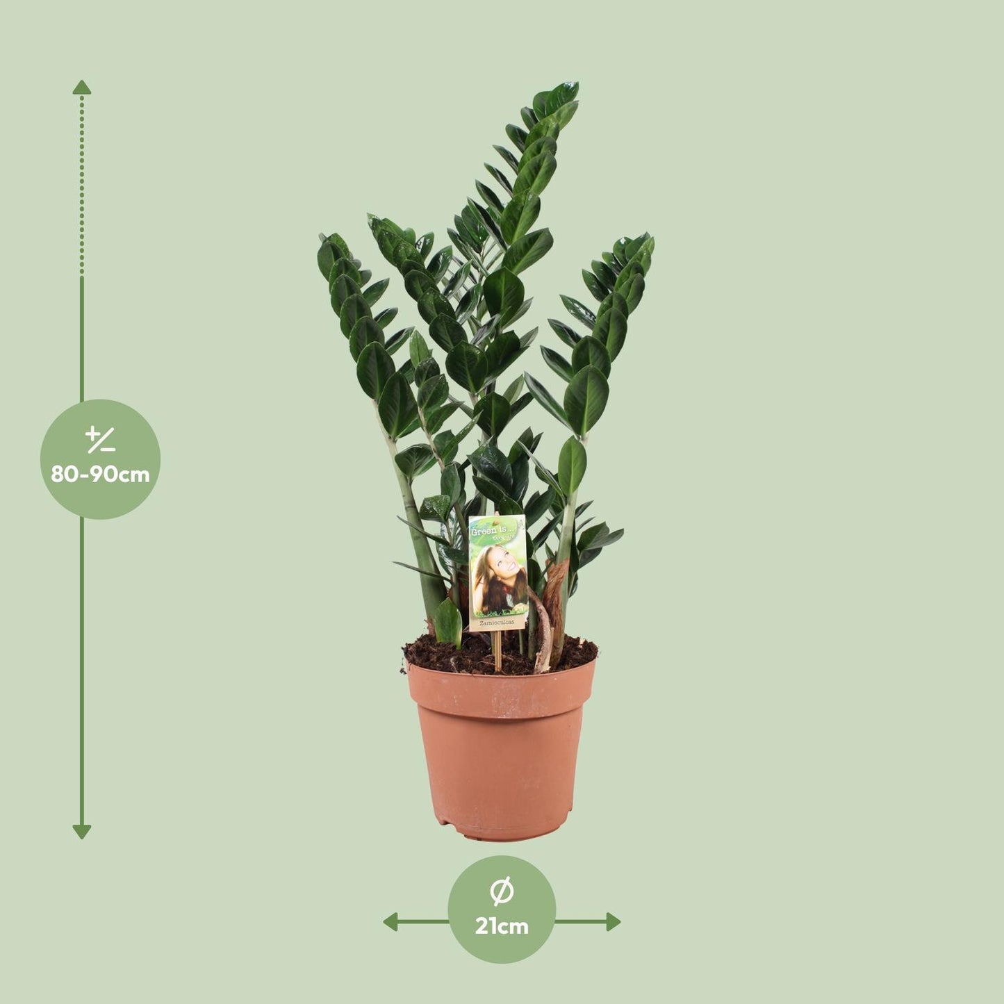 Zamioculcas - Ø21cm - ↕80cm - Pflanzfix24