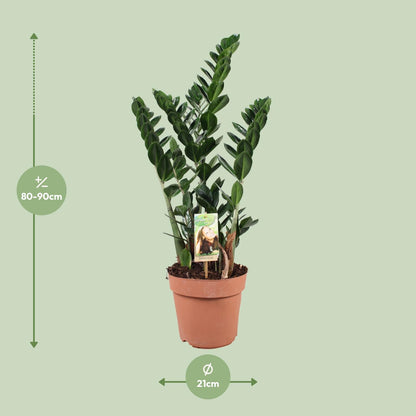 Zamioculcas - Ø21cm - ↕80cm - Pflanzfix24