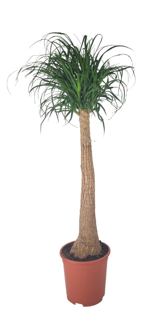 Beaucarnea Nolina - Ø27cm - ↕120cm - Pflanzfix24