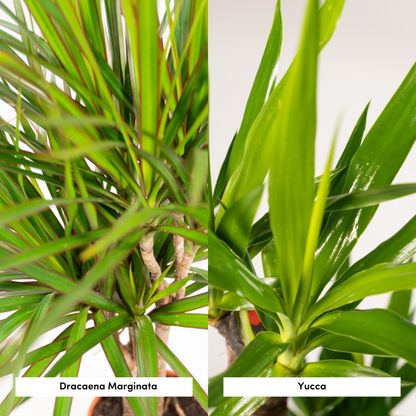 Dracaena & Yucca Zimmerpflanzen Set - Pflanzfix24