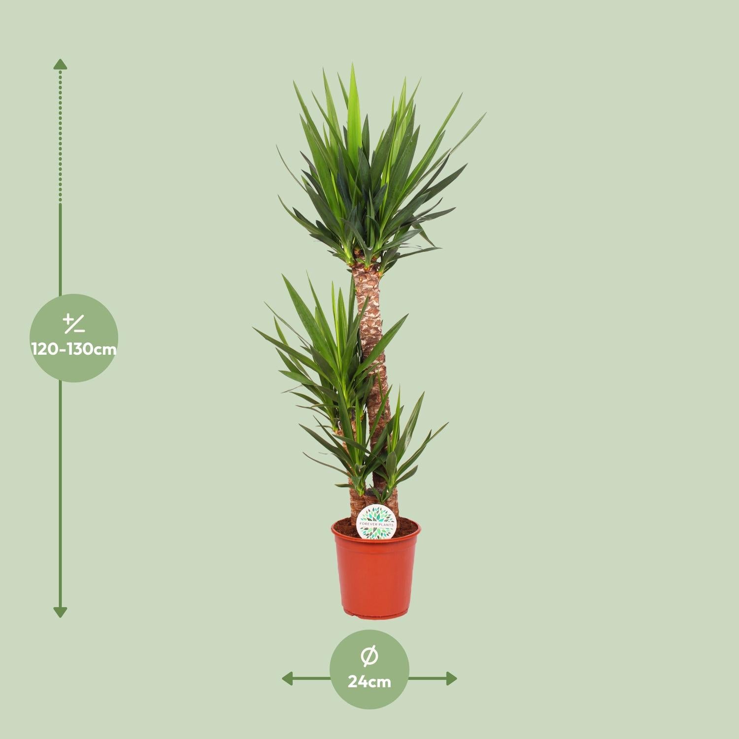 Yucca Elephantipes 125cm Ø24cm – Zimmerpflanze | Pflanzfix24.de - Pflanzfix24.de