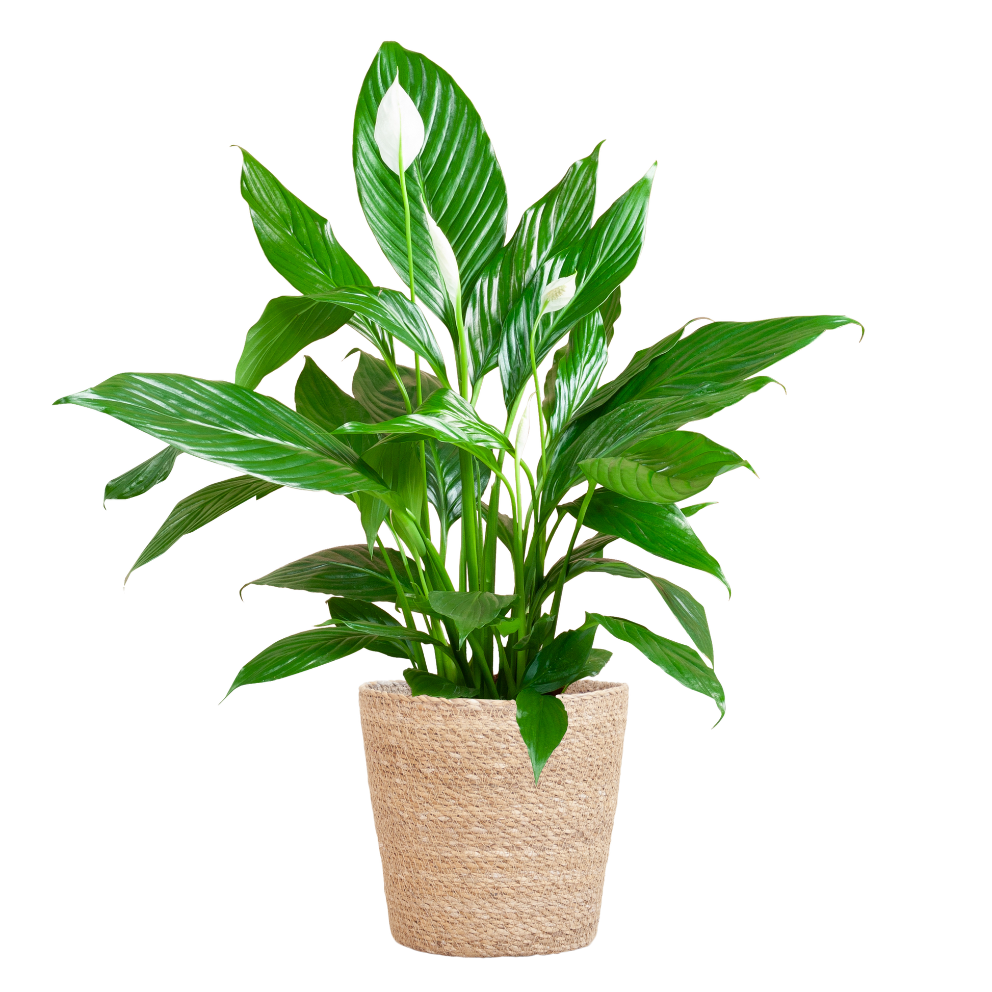 Spathiphyllum 80 cm mit Korb Sofia natur – Pflanzfix24.de - Pflanzfix24.de