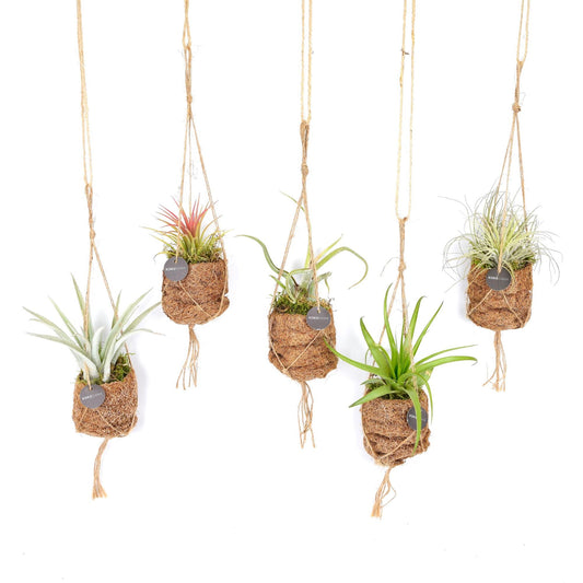Tillandsia Birdnest Mix im Kokodama – 8er-Set Ø7cm | Pflanzfix24.de - Pflanzfix24.de