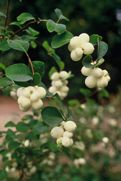 20x Symphoricarpos ch. 'Hancock' - pflanzfix24