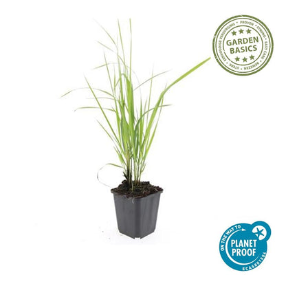 20x Calamagrostis acut. 'Karl Foerster' - ↕10-25cm - Ø9cm - Pflanzfix24